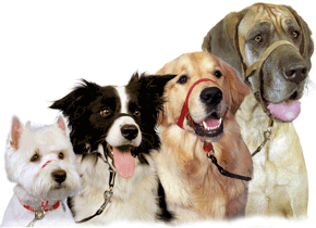 Negocio Canino. Aprenda a Crear Collares Para Perros y Emprenda su Pequeño Negocio