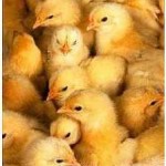 cria de gallinas