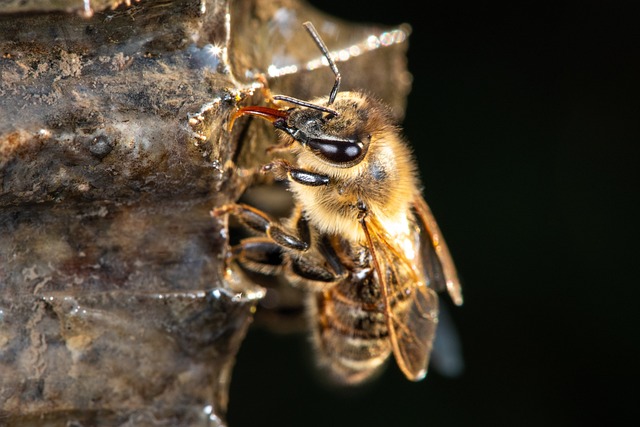 Ideas de negocios en el sector de la apicultura y productos de la colmena